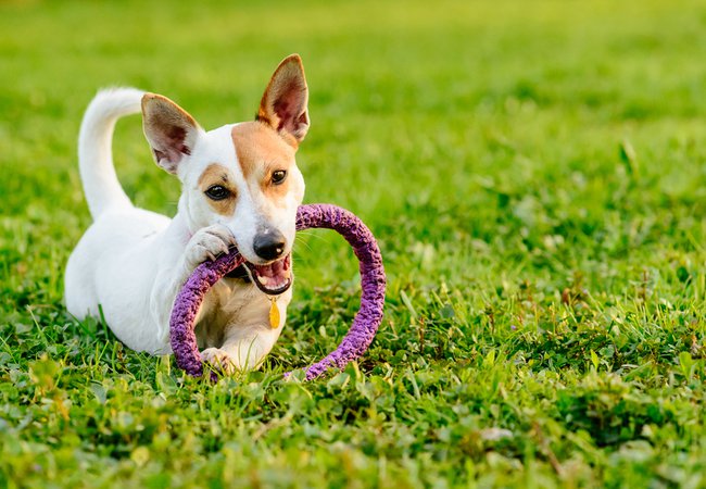 Adorable dog chewing toy lying down on green grass